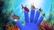 Shark Cartoon Singing Finger Family Nursery Rhymes For Children And Twinkle Twinkle Little Star