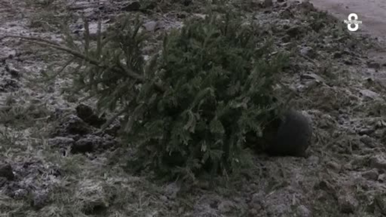 Ecosapin en Suisse : Récupération des sapins de Noël