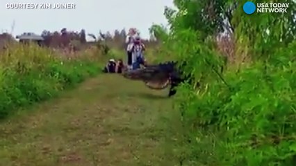 Un alligator géant observé dans une réserve naturelle en Floride