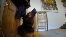 Hidden camera: Dogs' howling when they are left alone at home