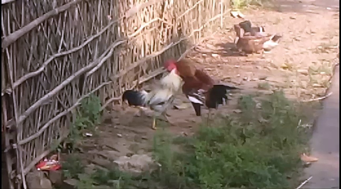Roosters blood sucking fight (মোরগ লড়াই)