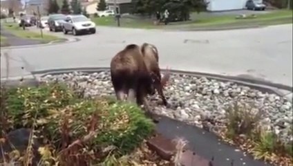 Moose Fight animal fight animal video animal fight video