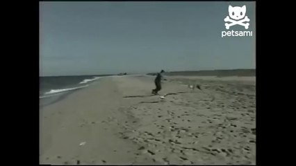 Martı Adamın Yemeğini Çaldı!