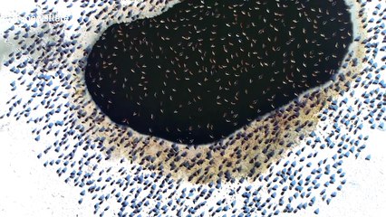 Drone footage of ducks crowding around small break in frozen lake (long version)
