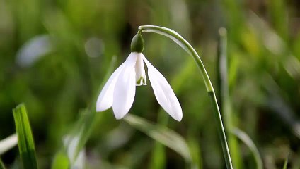 White Flower nature beauty natural be