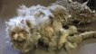 Amazing Transformation of Cat Found with 5 Pounds of Matted Fur