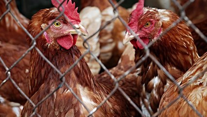 De moins en moins d'œufs de poules en batterie