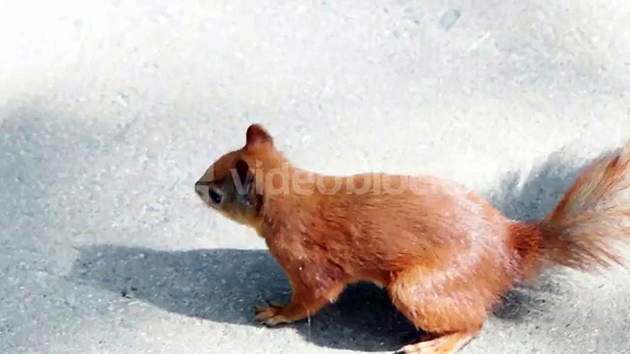 funny-squirrel-side-view