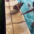 Look how excited this pup feels when it sees water 