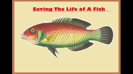 Fish Saving Put back Fish in the Water
