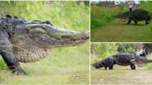 Crocodilo gigante desfila para turistas na Flórida e deixa toda a Internet de boca aberta
