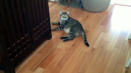 Is This The Most Lazy Cat Ever?