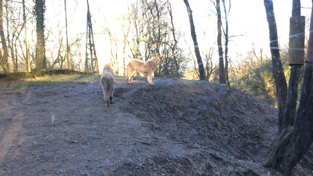 Les loups blancs sont arrivés au zoo de Jurques