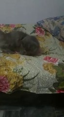 Most Funny Moments of My Cat (Must Watch)