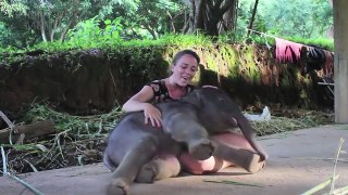 Lap Elephants (NEW VIDEO) (HD) [Funny Pets]