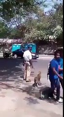 amazing dog trainig