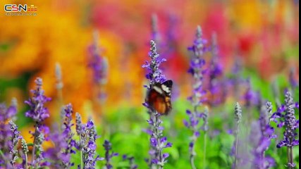 Cánh Thiệp Đầu Xuân - Dương Hồng Loan