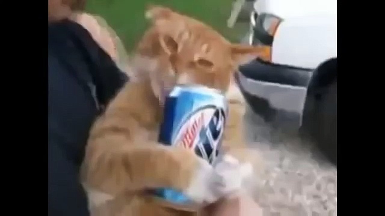 NEW ПРИКОЛЬНЫЙ КОТЫ!  ПРЕТ! ВАЛЕРЬЯНКА!