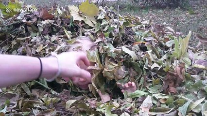 Nature loving toddler plays in pile of leaves