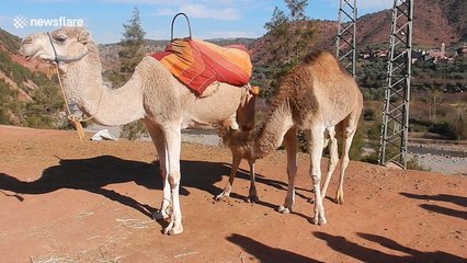 Camel performs indecent act on another camel