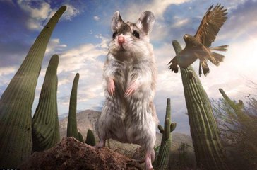 Gizli Krallık Belgeseli izle