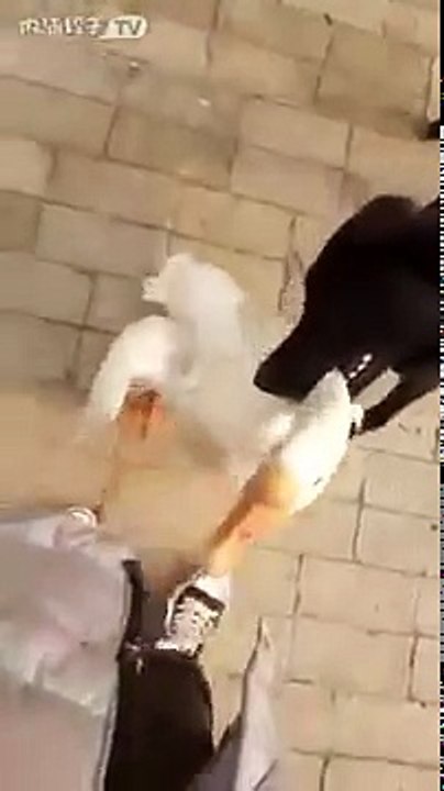 PERRO DEFIENDE A SU DUEÑO DEL ATAQUE DE UN GANSO ENOJADO