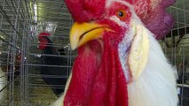 Researcher Finds Chickens To Be Smart, Empathetic, And Complex Creatures