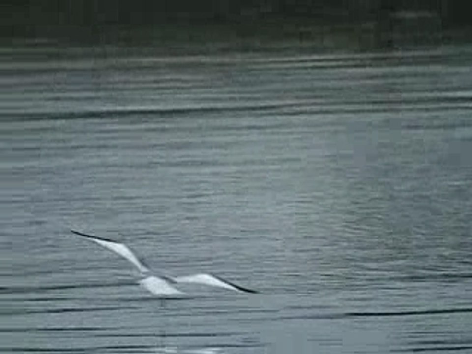 Mouette de Sabine