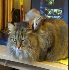 Ecureuil : une incroyable amitié avec un chat !