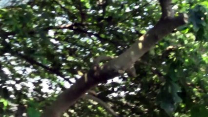 Harimau Putih di dekat mobil rusak awas berbahaya...!!!