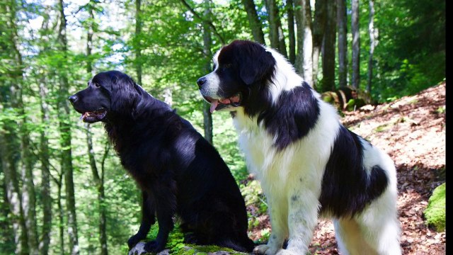 Le Landseer chien d' eau par educ'a'dog les herbiers