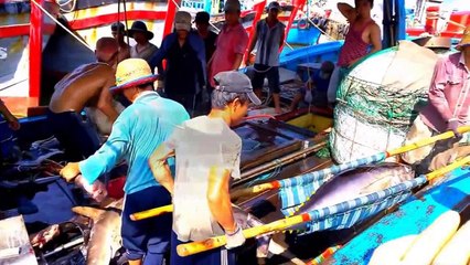 Mùa cá Ồ ở cảng cá phường 6, Tuy Hòa, Phú Yên