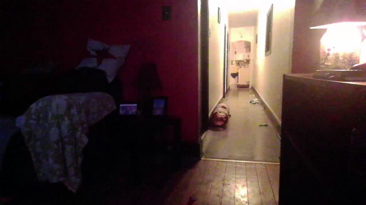 Cat cam returns! (42)