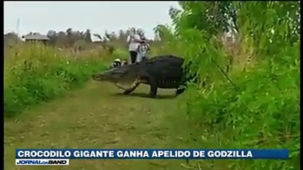 Crocodilo Gigante