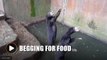 Skeletal sun bears begging for food in Bandung zoo