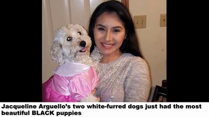 No one understands how these 2 white dogs gave birth to litter of black puppies