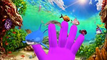 Animals Finger Family Songs For Babies | Lion Sharks Rhino Dolphin And More Finger Family Rhymes