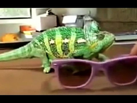 HEWAN BINATANG LUCU GILA BODOH BEGOK KOLEKSI KUMPULAN VIDEO GILA1