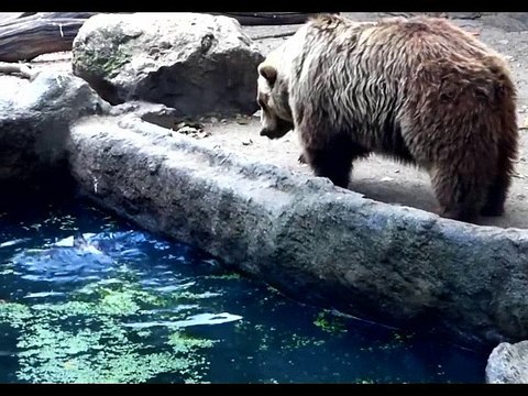 HEWAN BINATANG LUCU GILA BODOH BEGOK KOLEKSI KUMPULAN VIDEO GILA4