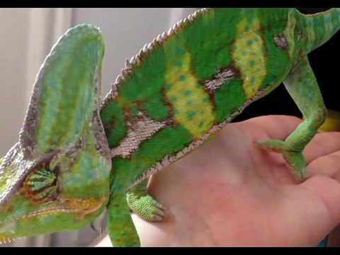 HEWAN BINATANG LUCU GILA BODOH BEGOK KOLEKSI KUMPULAN VIDEO GILA2