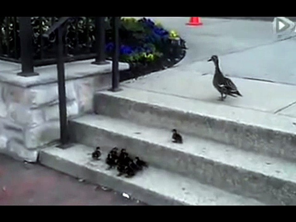 HEWAN BINATANG LUCU GILA BODOH BEGOK KOLEKSI KUMPULAN VIDEO GILA