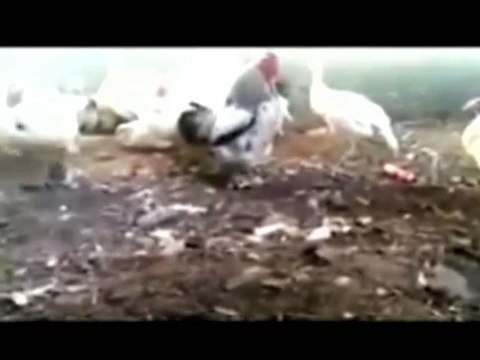 ANAK LUCU GILA BODOH BEGOK KOLEKSI KUMPULAN VIDEO GILA