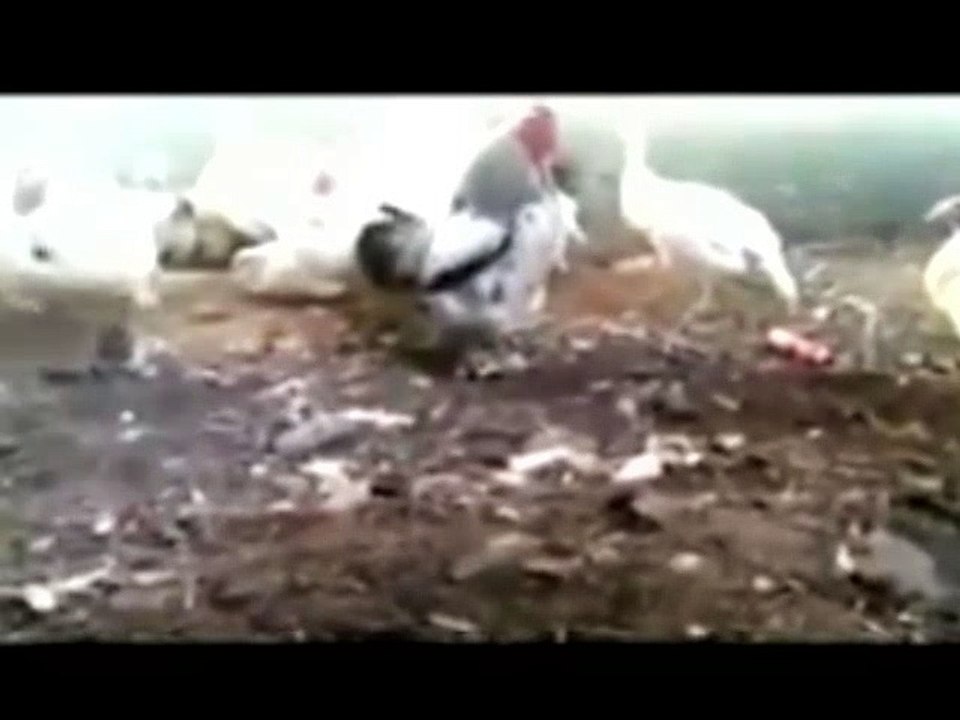 ANAK LUCU GILA BODOH BEGOK KOLEKSI KUMPULAN VIDEO GILA