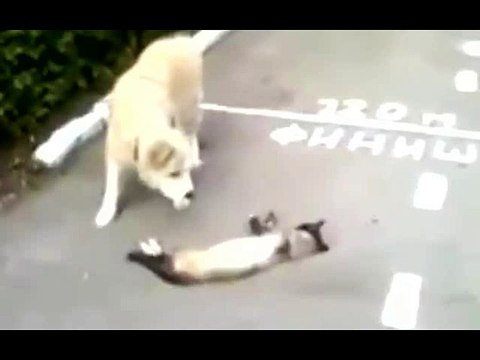 KUCING LUCU GILA BODOH BEGOK KOLEKSI KUMPULAN VIDEO GILA2