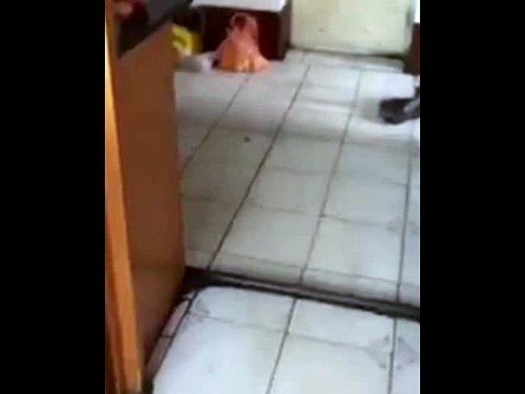 KUCING LUCU GILA BODOH BEGOK KOLEKSI KUMPULAN VIDEO GILA