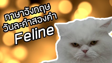 Feline | ภาษาอังกฤษวันละคำสองคำกับ Capt. สมหมาย