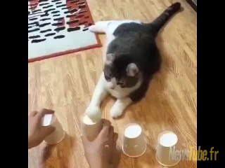 ce chat est trop fort