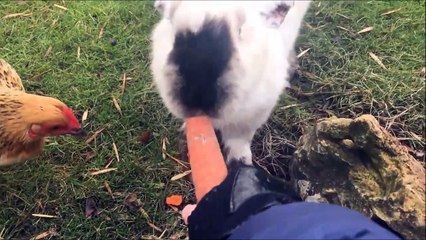 Quand un poulet s'attaque à un lapin.. Coup de bec