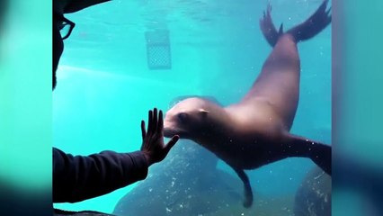 Hipnoz etkisi yapan tatlılık