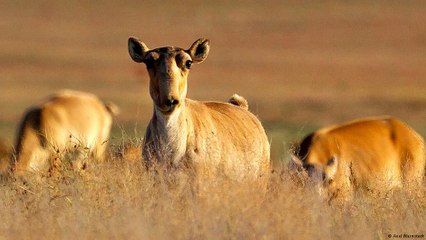 Pesquisadores estudam a morte de mais de 100 mil antílopes